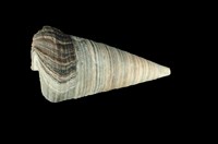 藏品(望遠鏡海蜷)的圖片